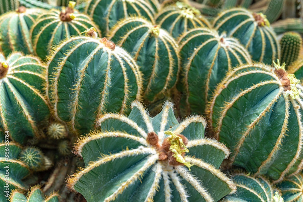 Parodia magnifica, Eriocactus magnificus cactus in a botanical garden Parodia magnifica, Eriocactus magnificus cactus in a botanical garden