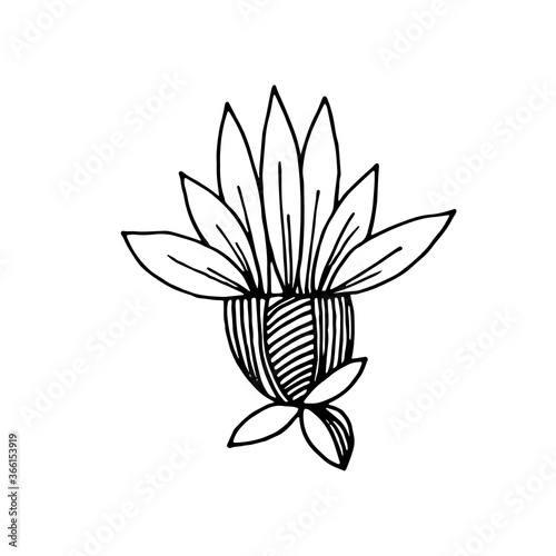 Hand-drawn stylized image of chamomile flower, perennial, marigold. Graphic black and white vector image. Isolated over white background.