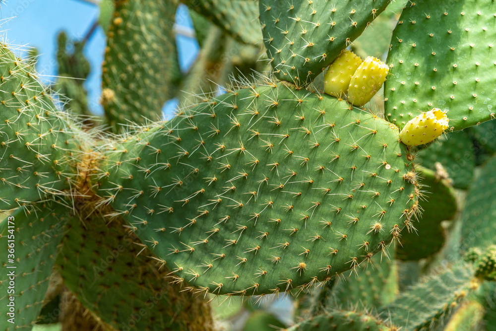 detail on a flowering leaf of Opuntia Cactus