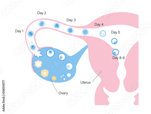 Reproductive system concept