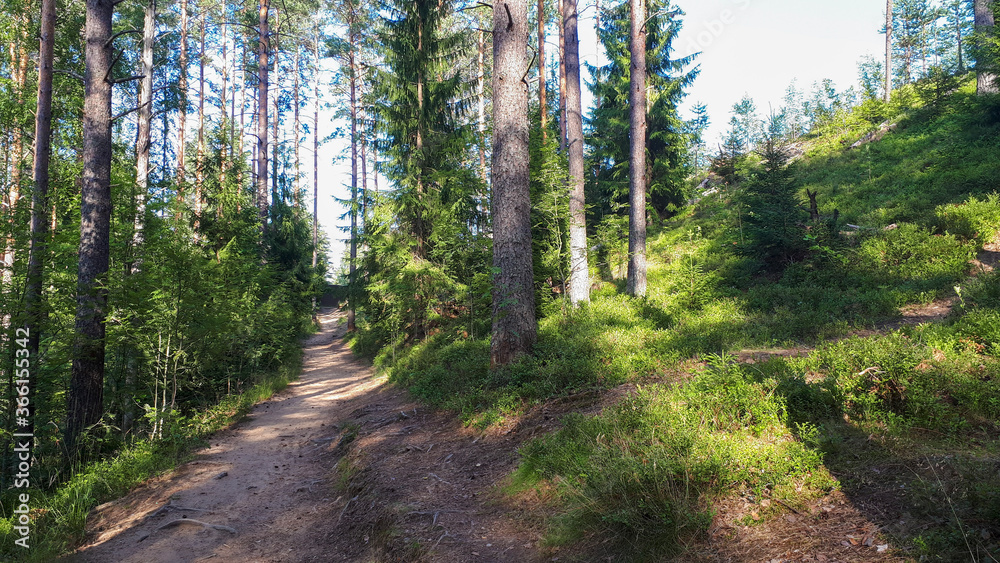 path in the forest path in the forest