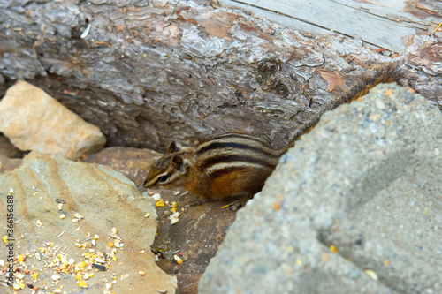 Squirrel with stripes finds food to eat photo