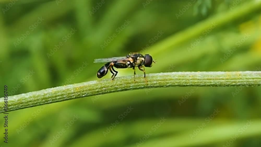 Wild forest wasp washes on a blade of grass. Insects in the summer in their natural environment. Wild forest wasp washes on a blade of grass. Insects in the summer in their natural environment.