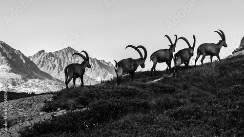 Schilderij op canvas group of ibex in mountains