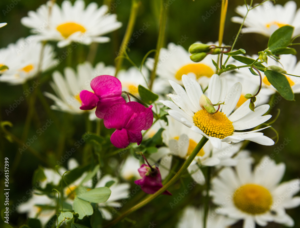 Red peas bloom in white daisies Red peas bloom in white daisies