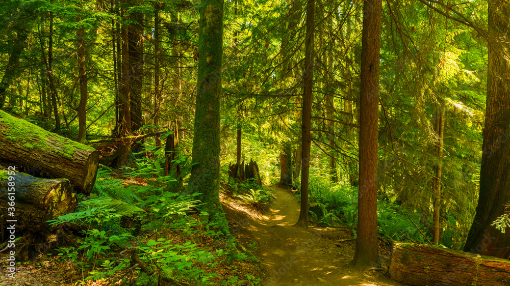Obraz premium filtered sunlight through tall trees on forest hiking trail, Burnaby, BC - summer