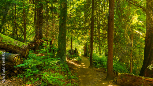 filtered sunlight through tall trees on forest hiking trail, Burnaby, BC - summer © Andrew
