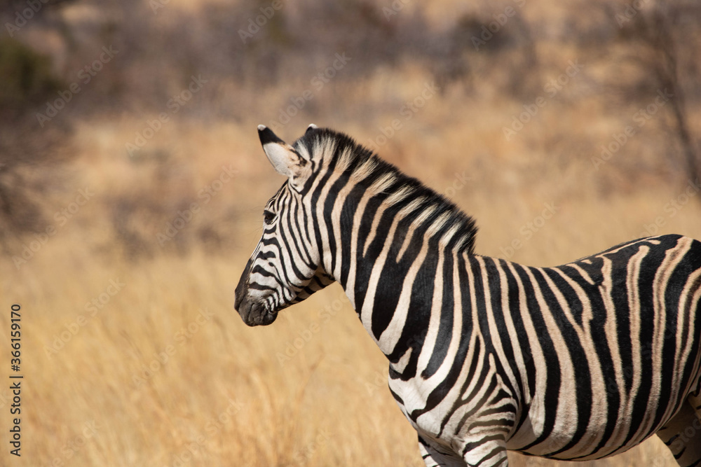 A plains zebra standing, staring at it`s bushveld surroundings in a South African Nature Reserve. A plains zebra standing, staring at it`s bushveld surroundings in a South African Nature Reserve.