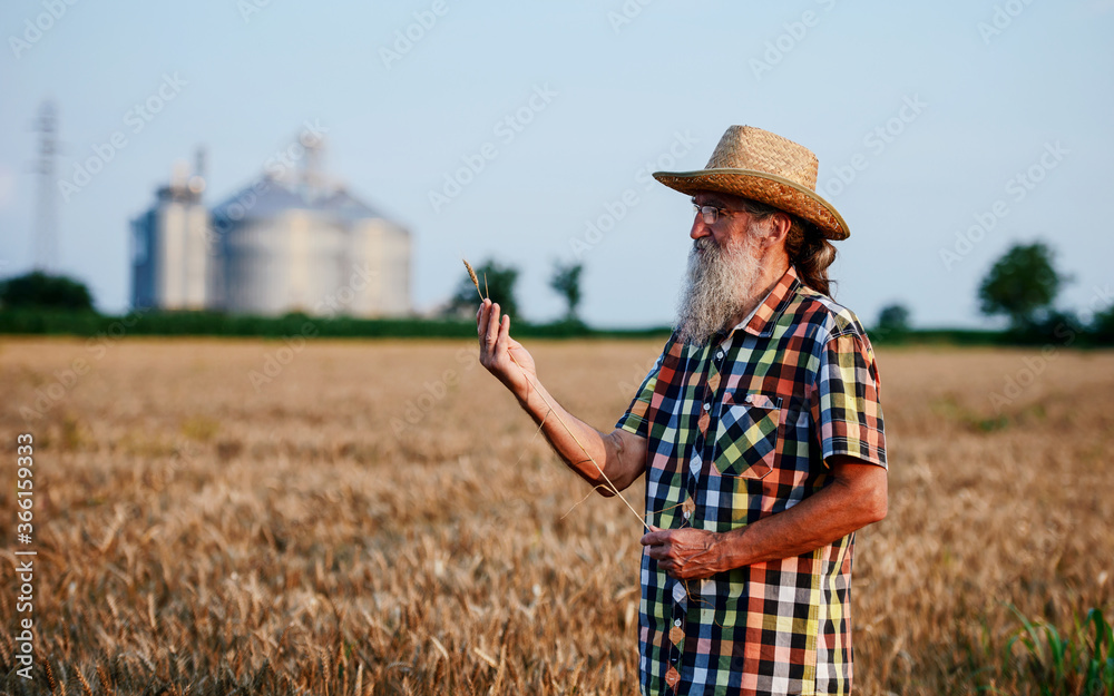Farmer in a wheat field checking crop. Agricultural concept Farmer in a wheat field checking crop. Agricultural concept