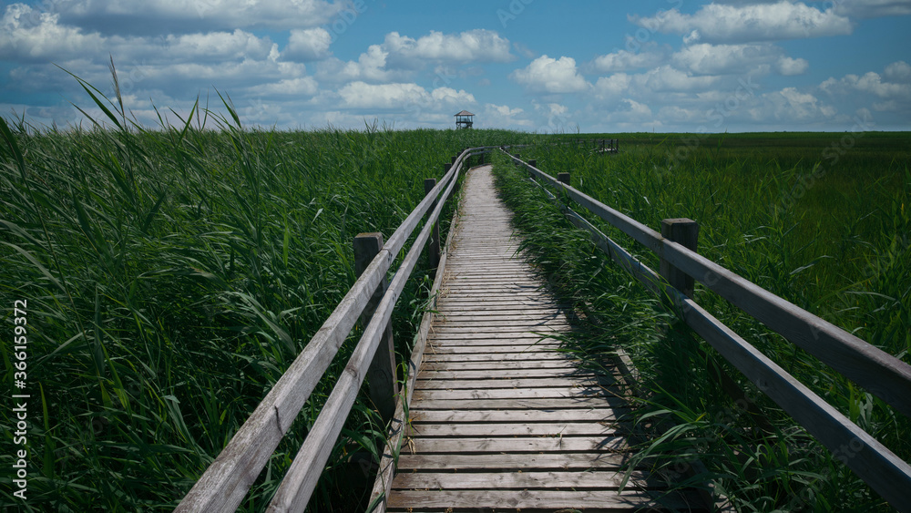  A wooden path along the lake through the reeds to the observation tower.