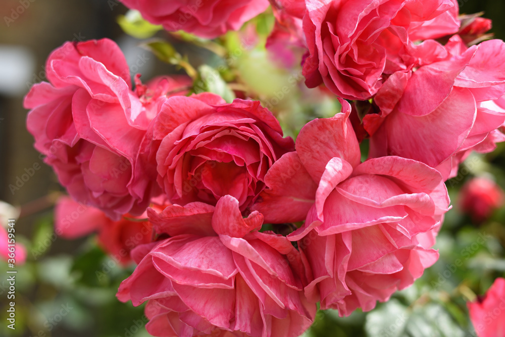 pink roses in garden