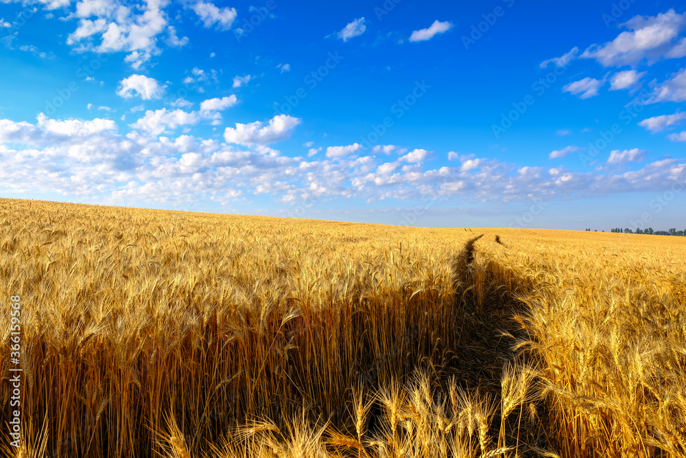 Field of Golden wheat on hillside and tractor trail at blue sky background with white clouds. Agriculture and farming concept, copy space