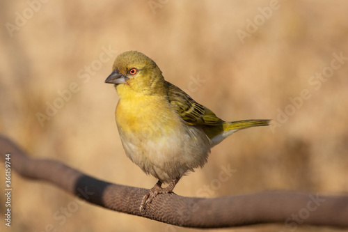 Closeup of an adult female village weaver (Ploceus cucullatus), also known as the spotted-backed weaver, perched on a cable in the South African bushveld.