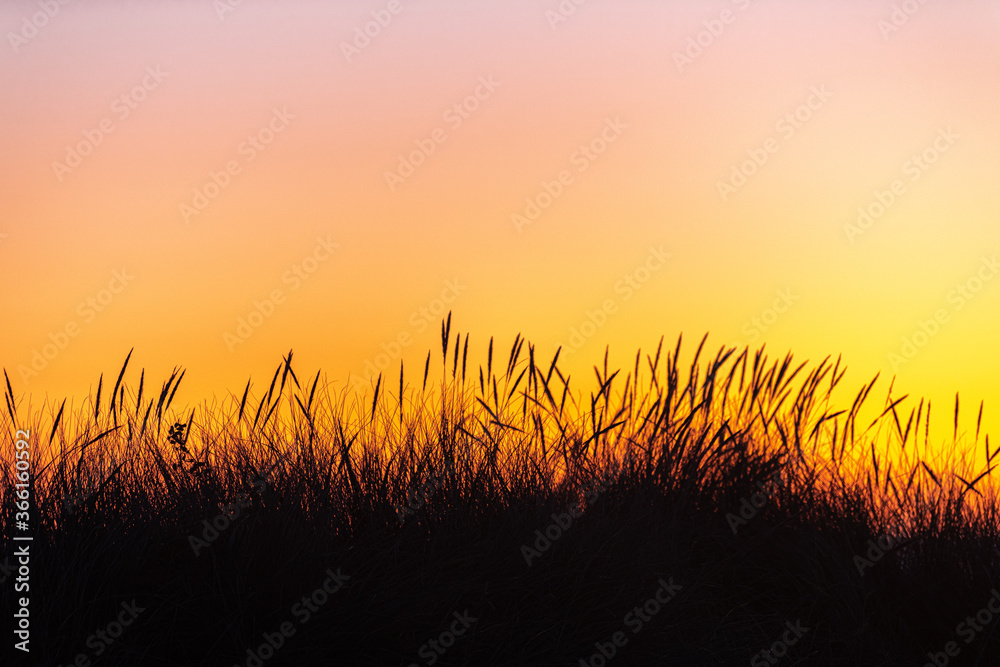 Grass in the Dunes, Nehalem Beach, OR Grass in the Dunes, Nehalem Beach, OR