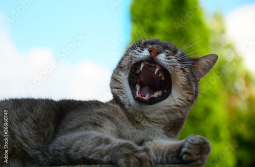 tabby cat portrait