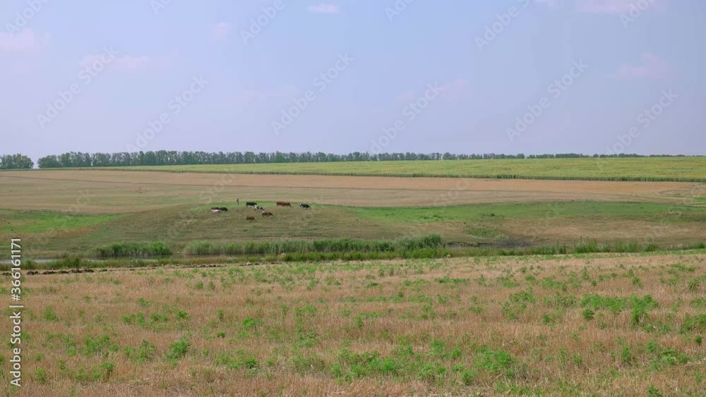 Long shot of a herd of cows walking across a fields on horizon Long shot of a herd of cows walking across a fields on horizon