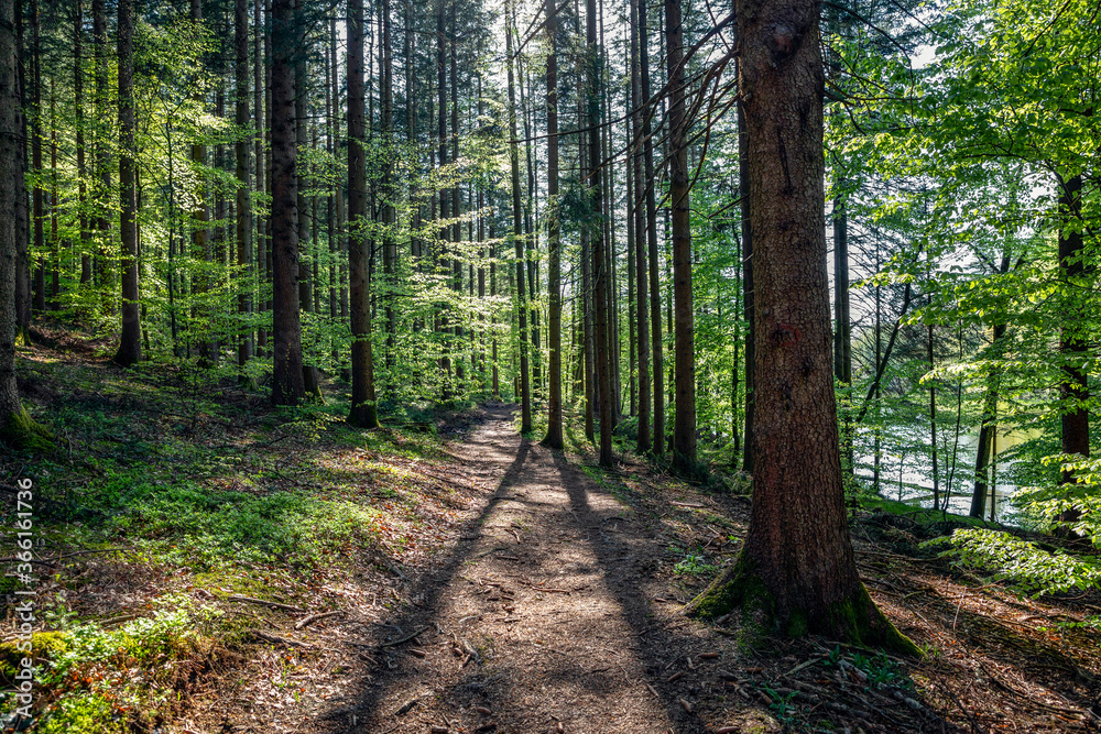 Germany, Bavaria, Egling, Footpath in springtime forest Germany, Bavaria, Egling, Footpath in springtime forest