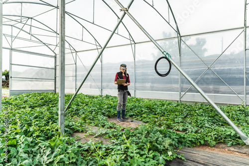 Farm worker woman checking the growth of organic melon seedlings in greenhouse