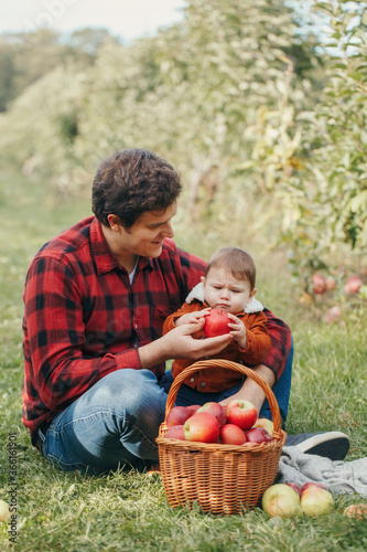 Happy father with baby boy on farm picking apples in wicker basket. Gathering of autumn fall harvest in orchard. Dad feeding son with healthy snack. Seasonal activity and hobby.