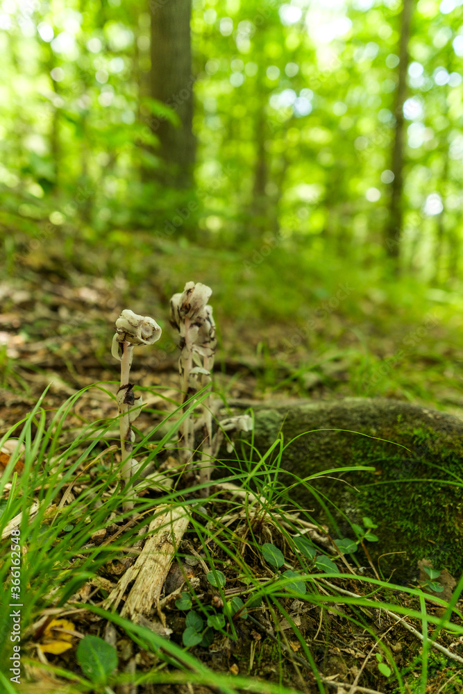 Indian Pipe Flower Indian Pipe Flower