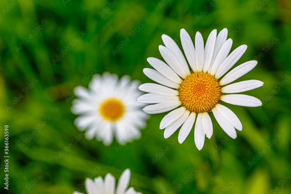 Fototapeta premium Daisies grow among the grass, Midsummer