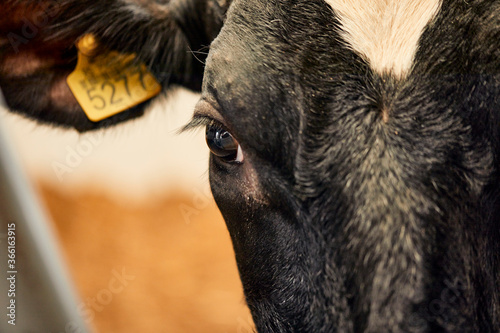 Close-up of black cow in dairy farm photo