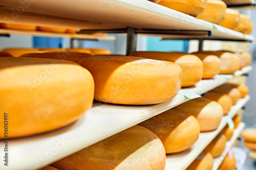 Cheese factory, cheese wheels maturing in shelf photo