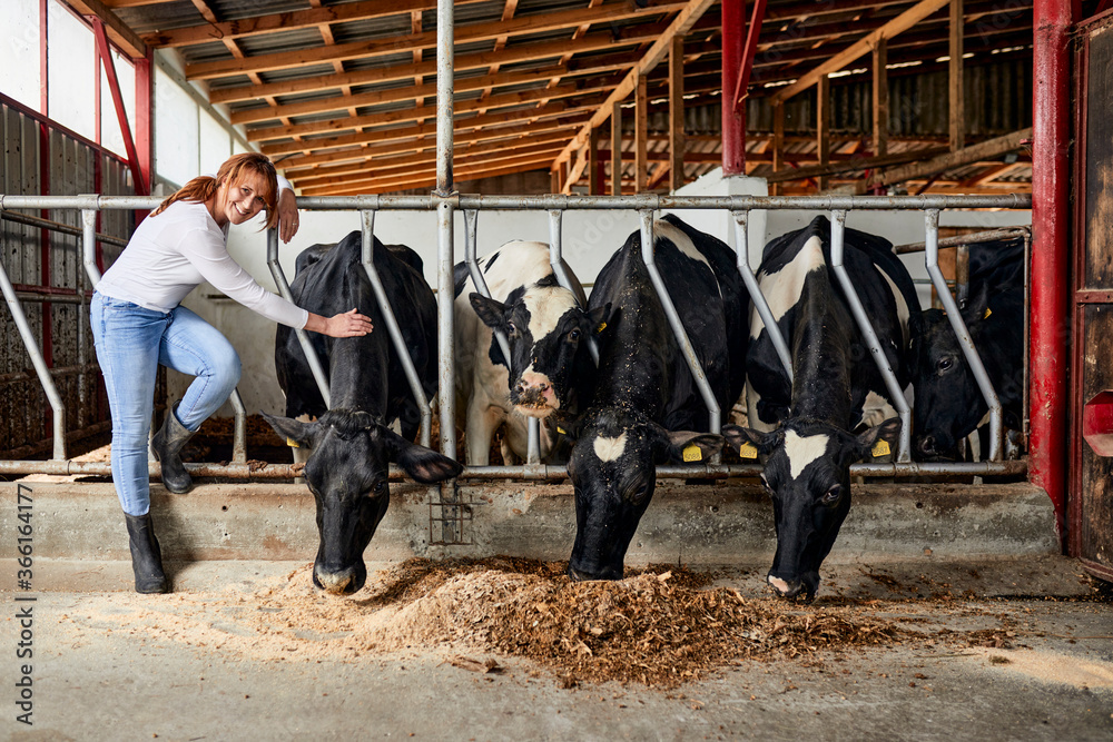 Smiling female farmer stroking cattle eating hay in dairy farm Smiling female farmer stroking cattle eating hay in dairy farm