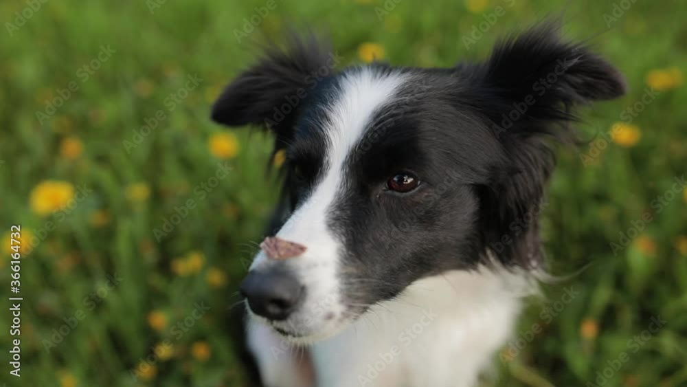 Cute Excited Border Collie with snack on Nose. Head of black and white border collie Cute Excited Border Collie with snack on Nose. Head of black and white border collie