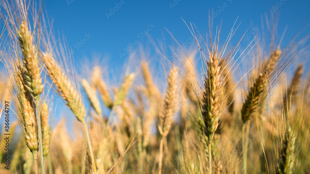 Wheatfield. Close up golden yellow ears of wheat in the sunset during harvest. Wheatfield. Close up golden yellow ears of wheat in the sunset during harvest.