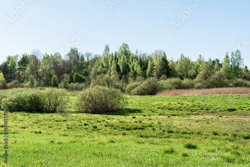Green grass and meadow  in the background bushes  trees and forest in Belarus. Clear blue sky on a sunny day.