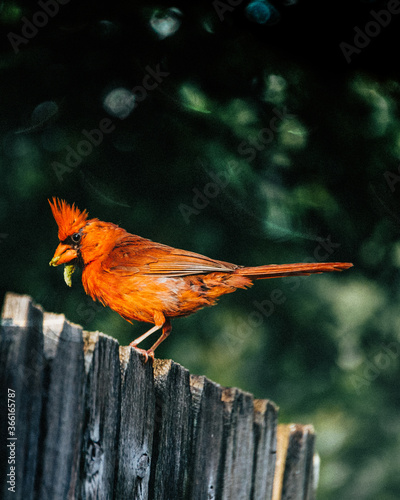 Canvas Print cardinal bird with worm