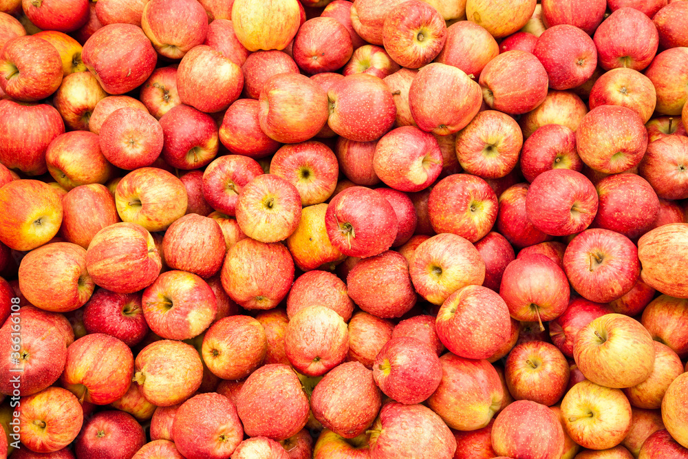 A display of apples at a farm near Gervais, Oregon A display of apples at a farm near Gervais, Oregon