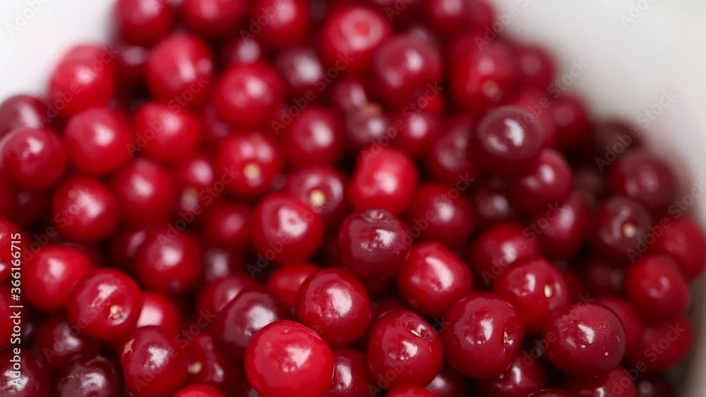 ripe cherries fall into the bucket. ripe cherries fall into the bucket.