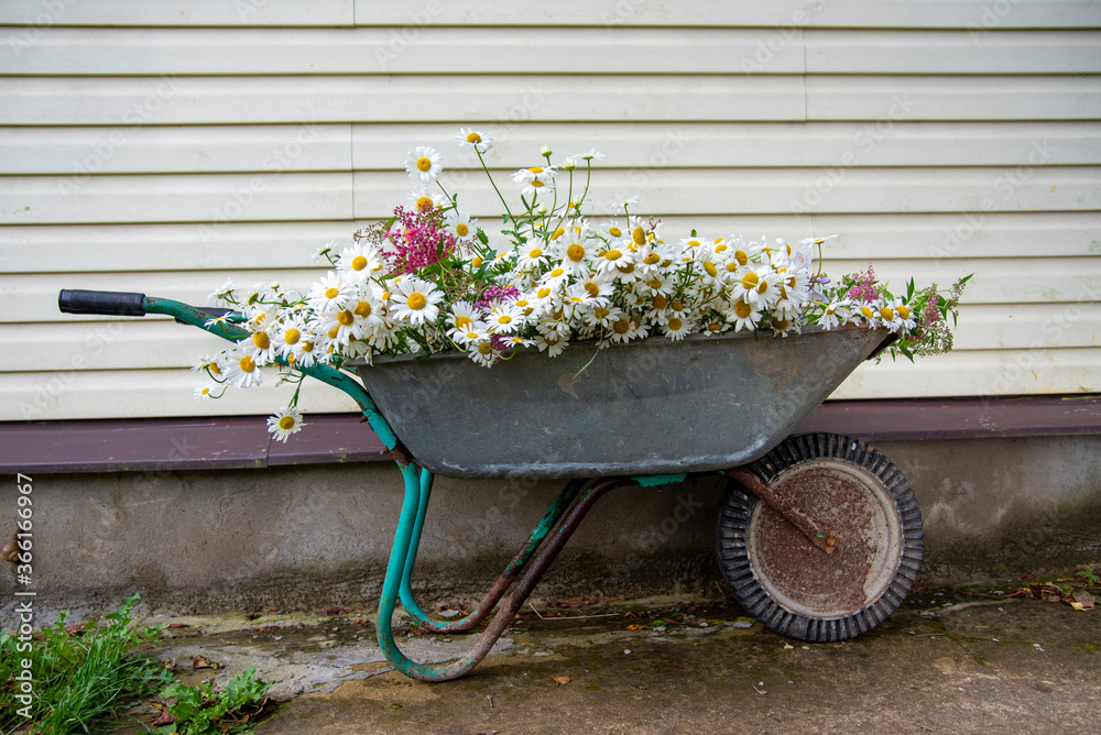 A garden wheelbarrow full of daisies stands against the wall .