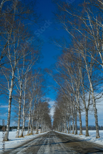 白樺の並木