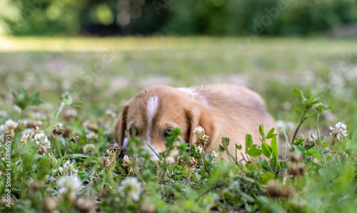 A young puppy lies playing hide-and-seek, hiding behind the grass