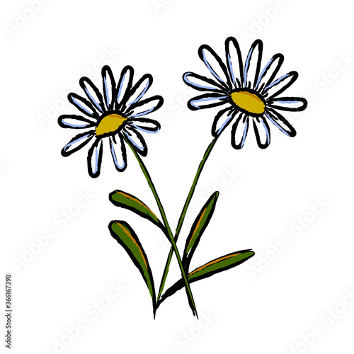 camomile on white background