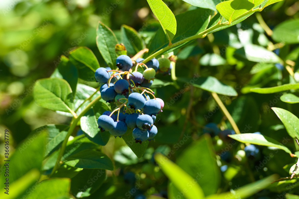 A bunch of blueberries growing on the bush A bunch of blueberries growing on the bush