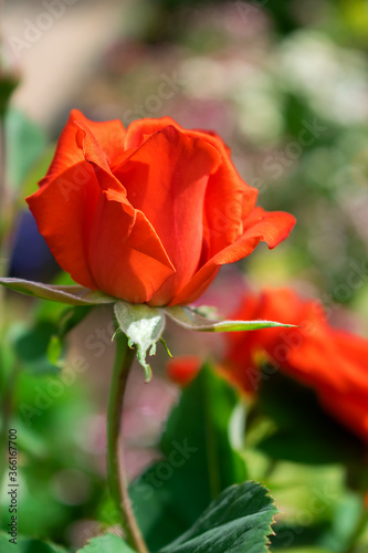 Orange rose flower close up.Selective focus with shallow depth of field