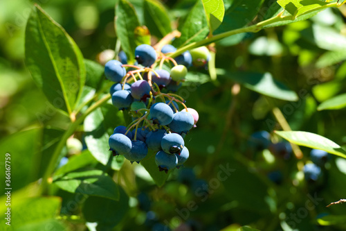 A bunch of blueberries growing on the bush