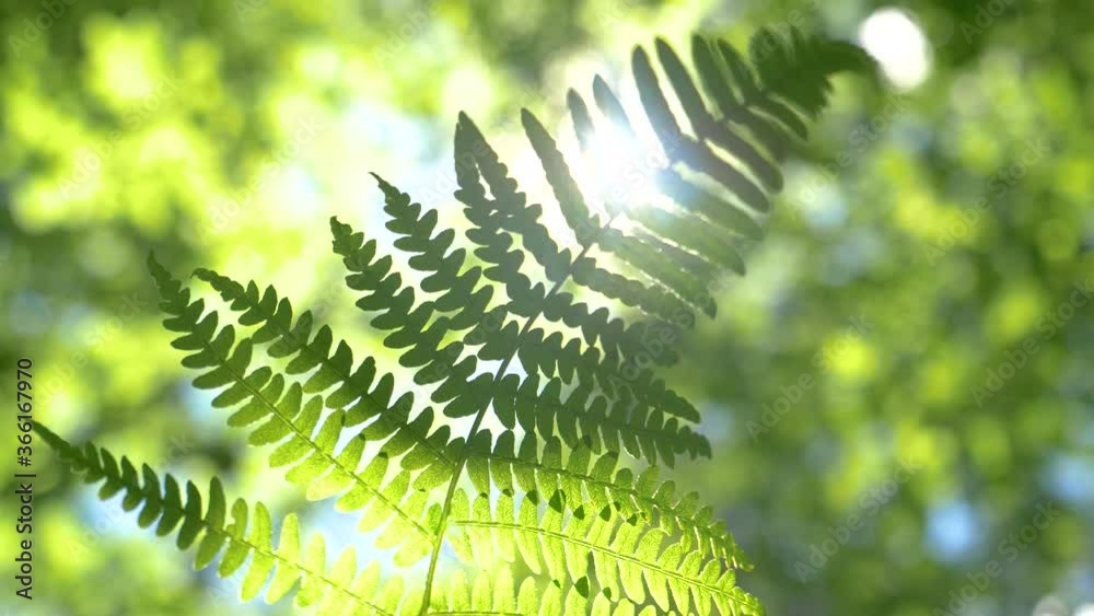 MACRO, DOF, LENS FLARE: Detailed close up shot of beautiful fern leaves illuminated by sun rays. Bright spring sunbeams shine on a lush green fern deep in the scenic forest in the Slovenian mountains. MACRO, DOF, LENS FLARE: Detailed close up shot of beautiful fern leaves illuminated by sun rays. Bright spring sunbeams shine on a lush green fern deep in the scenic forest in the Slovenian mountains.