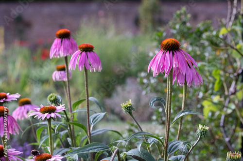 Purple echinacea coneflowers flowers at Eastcote House historic walled garden in the Borough of Hillingdon, London, UK
