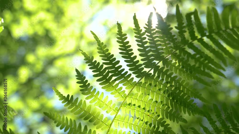 MACRO, LENS FLARE, DOF: Bright spring sun rays shine on a fern plant swaying deep in the dense woods of Logar Valley. Lush green fern sways in the wind blowing through the serene forest in Slovenia. MACRO, LENS FLARE, DOF: Bright spring sun rays shine on a fern plant swaying deep in the dense woods of Logar Valley. Lush green fern sways in the wind blowing through the serene forest in Slovenia.