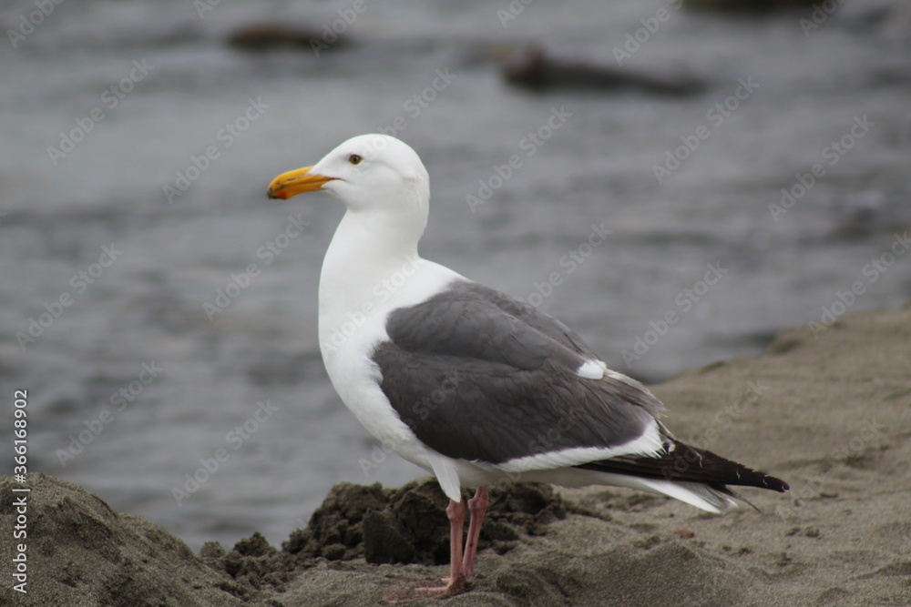 Fototapeta premium seagull on the beach