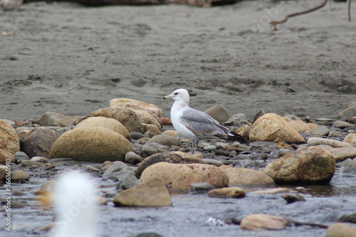 seagull on the beach