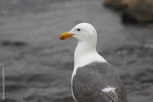 seagull on a rock