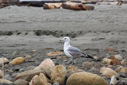 seagull on the beach
