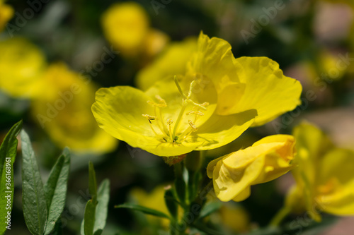 Yellow evening primrose flowers close-up.Selective focus with shallow depth of field