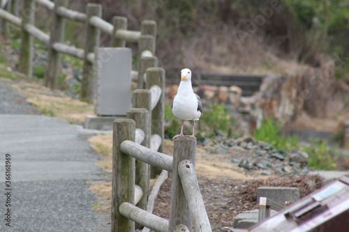 seagull on the pier